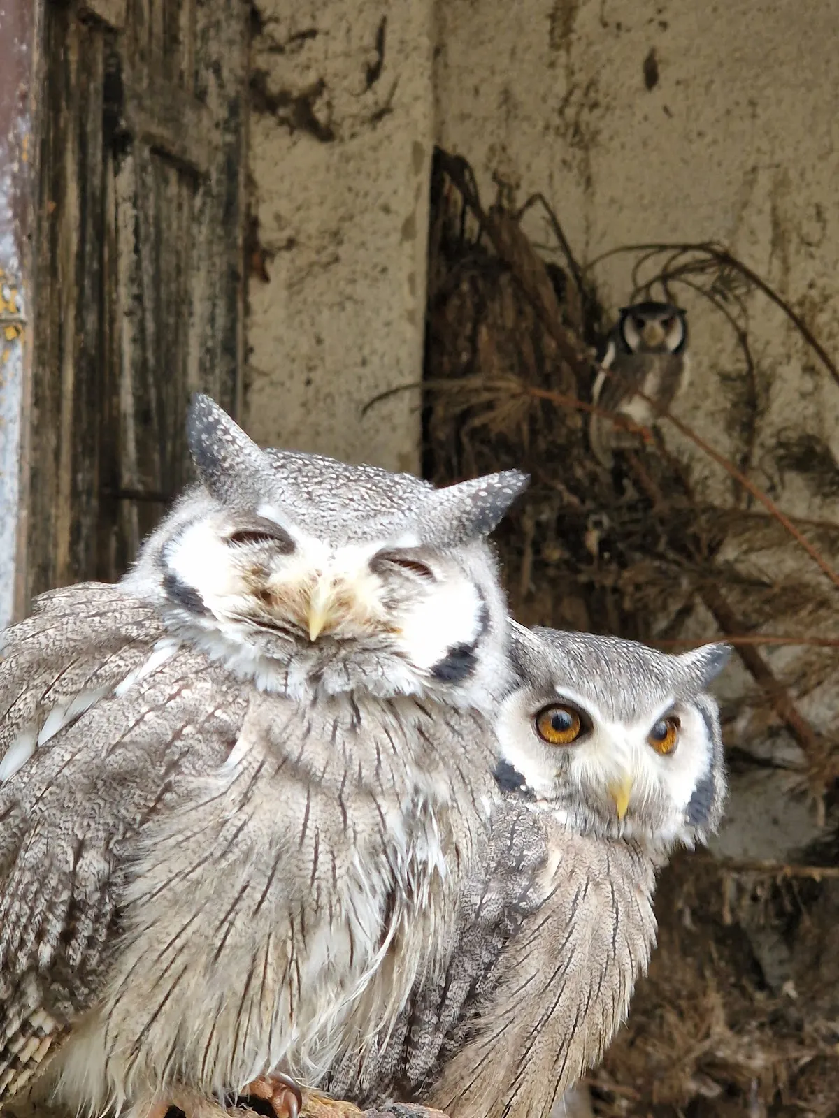 Экзотические животные в зоопарке Перлеберг