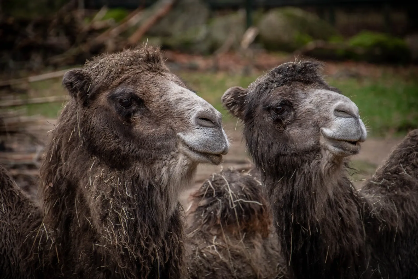 Экзотические животные в зоопарке Перлеберг