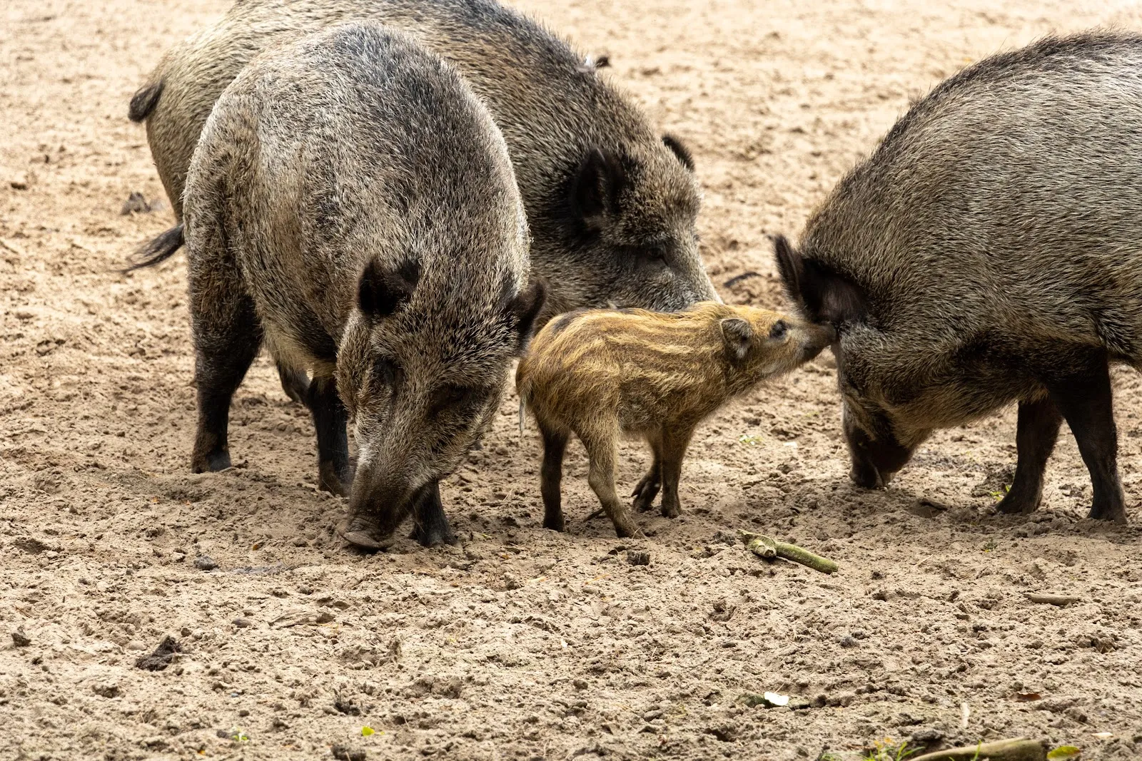 Экзотические животные в зоопарке Перлеберг