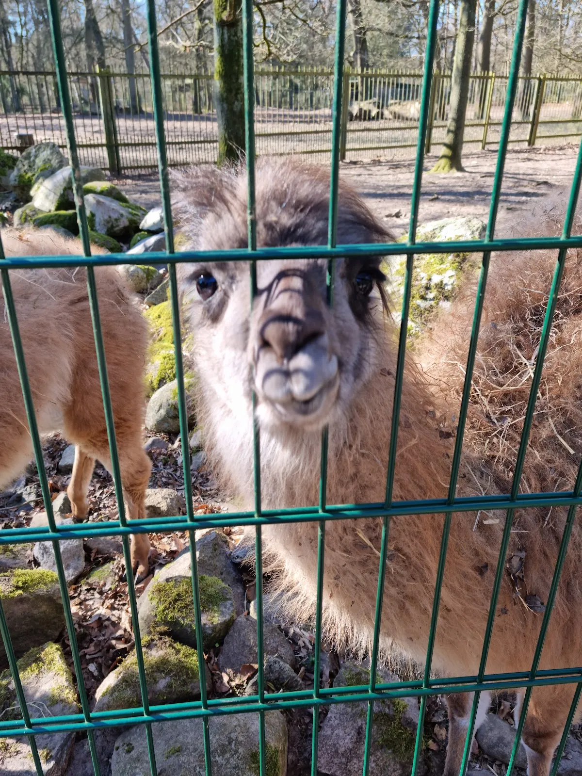 Экзотические животные в зоопарке Перлеберг