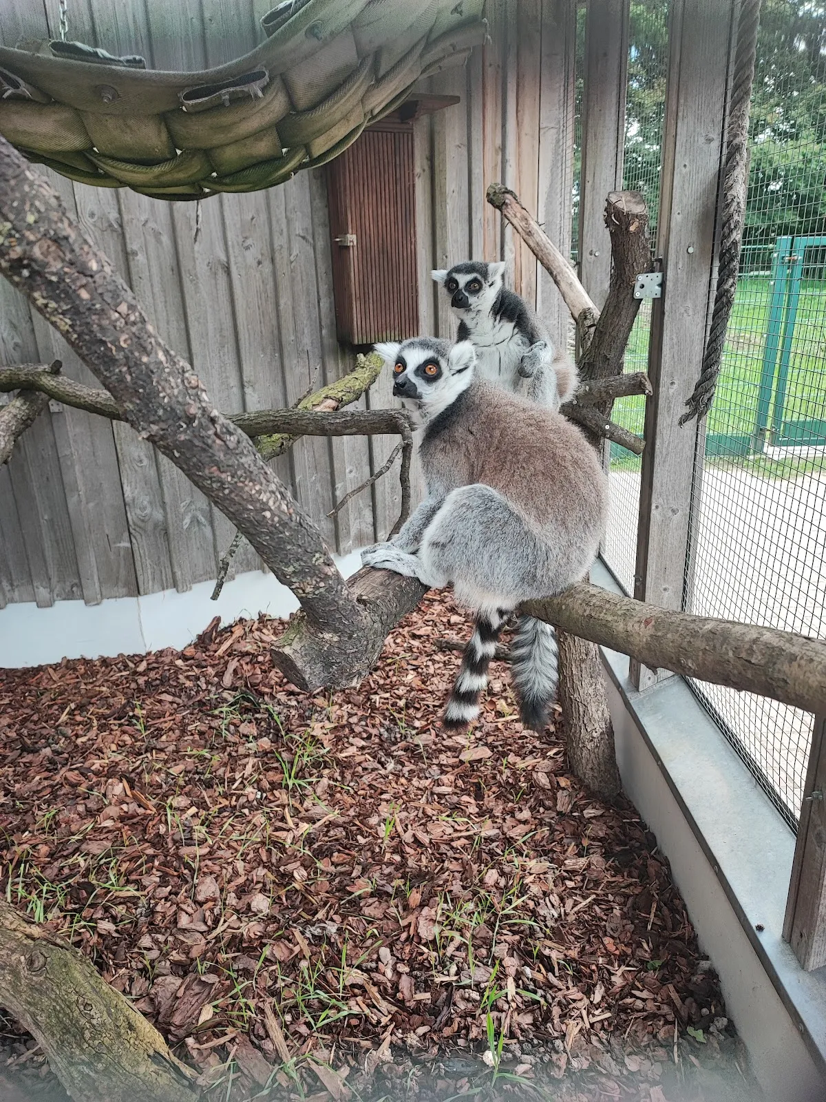Зоопарк Петермор, животные, посетители
