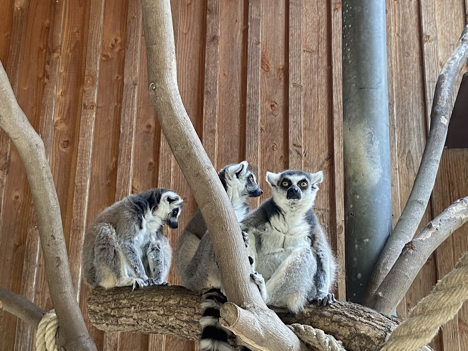Зоопарк Петермор, животные, посетители