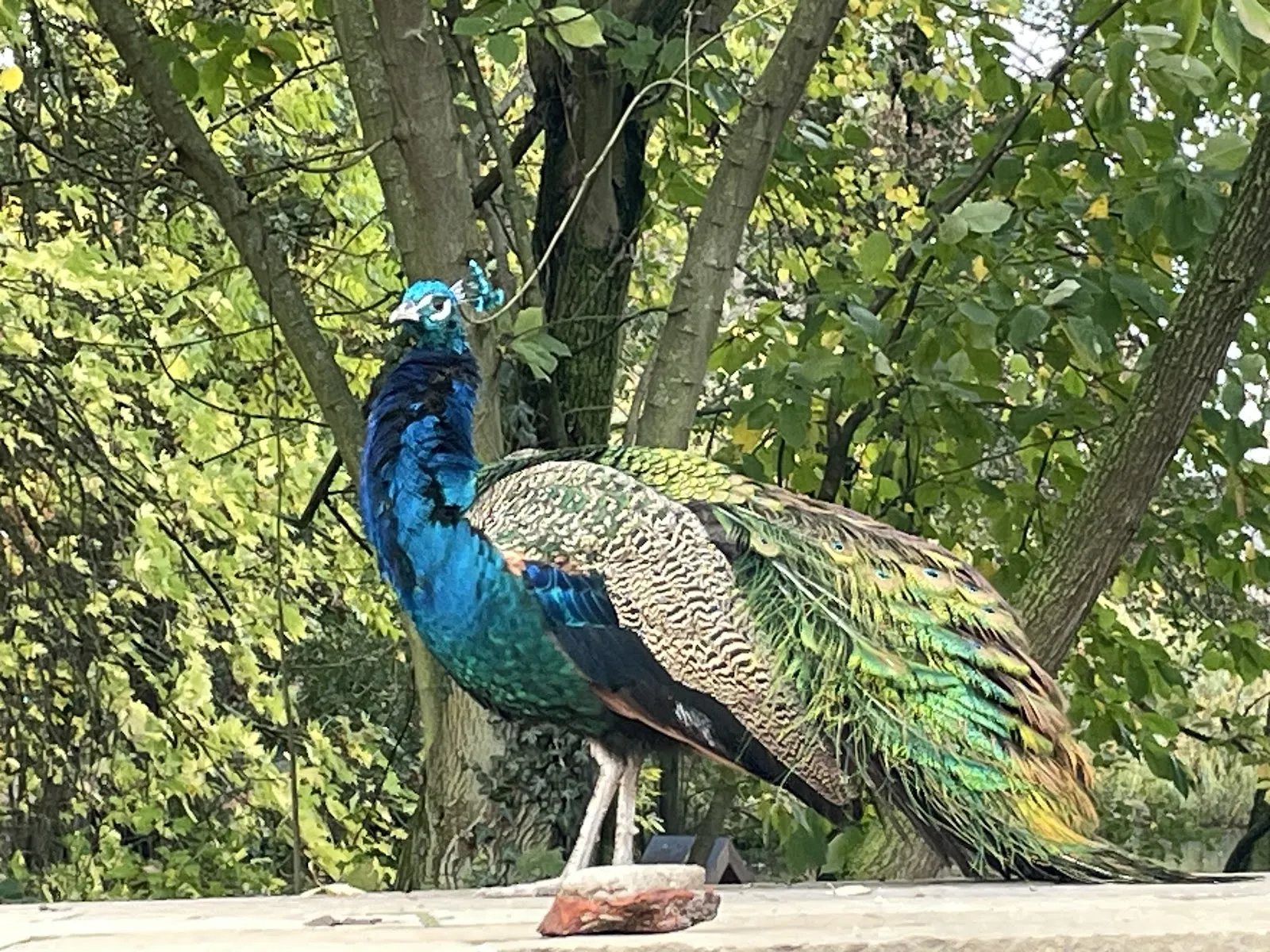 Зоопарк Петермор, животные, посетители