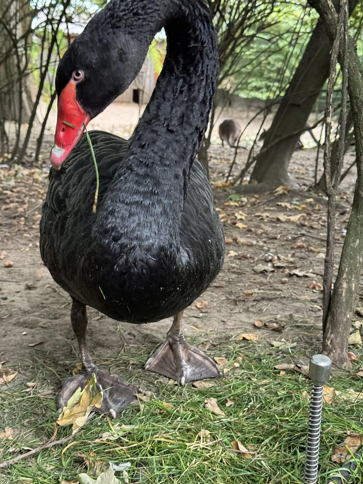 Зоопарк Петермор, животные, посетители