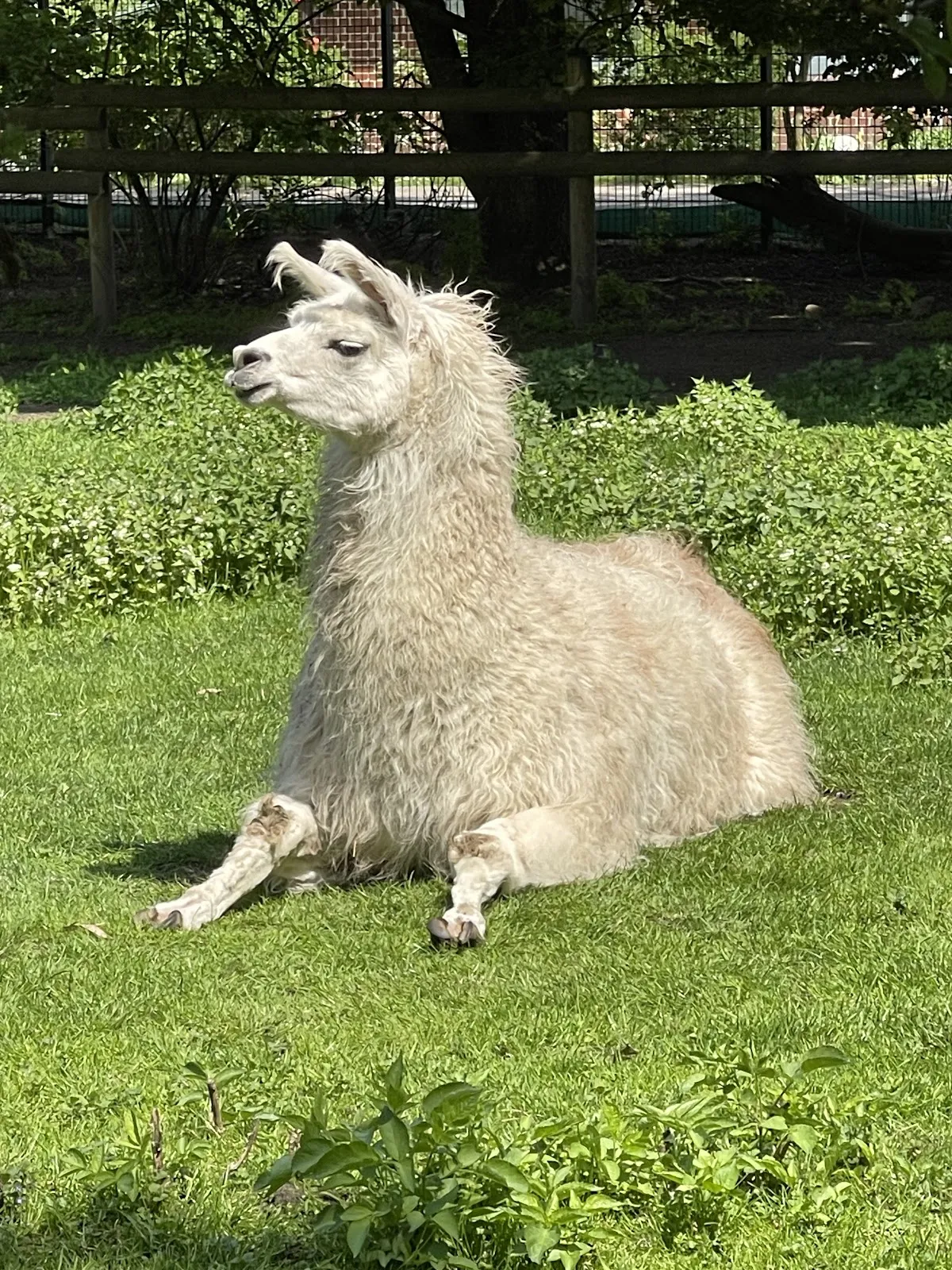 Зоопарк Петермор, животные, посетители