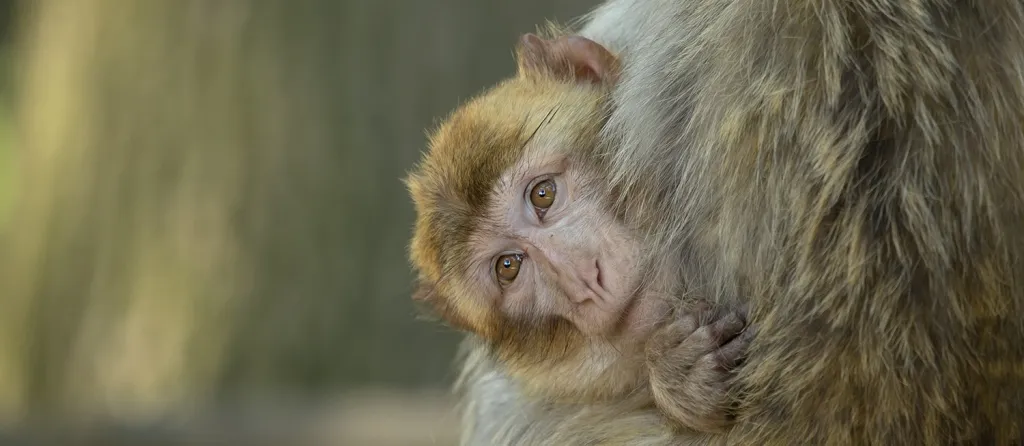 Зоопарк Рейне