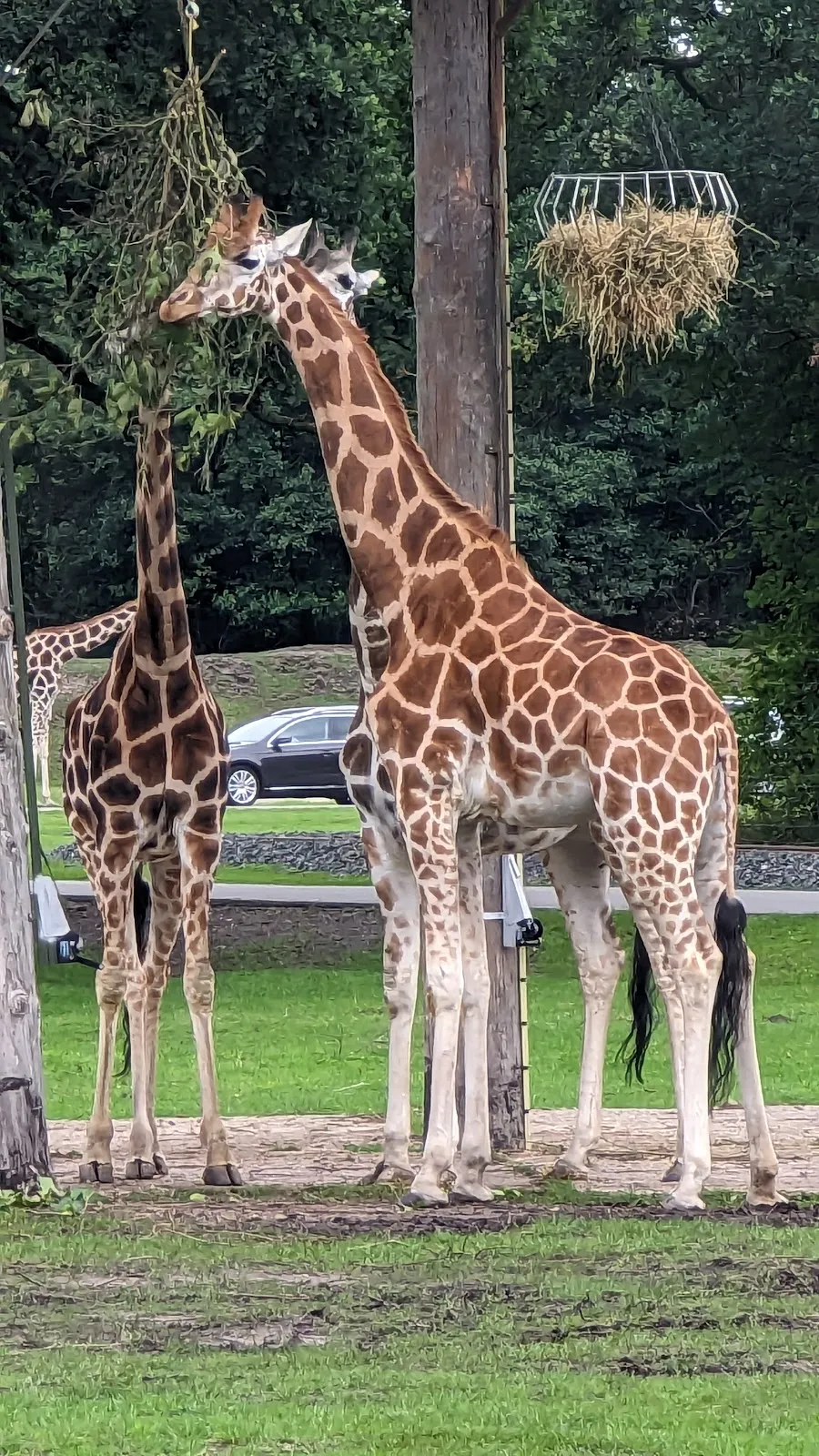 Зоопарк Серенгети