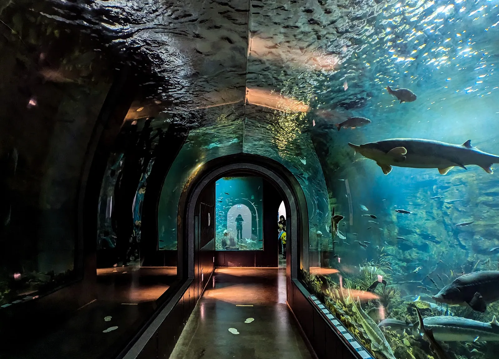 Зоопарк Ульм