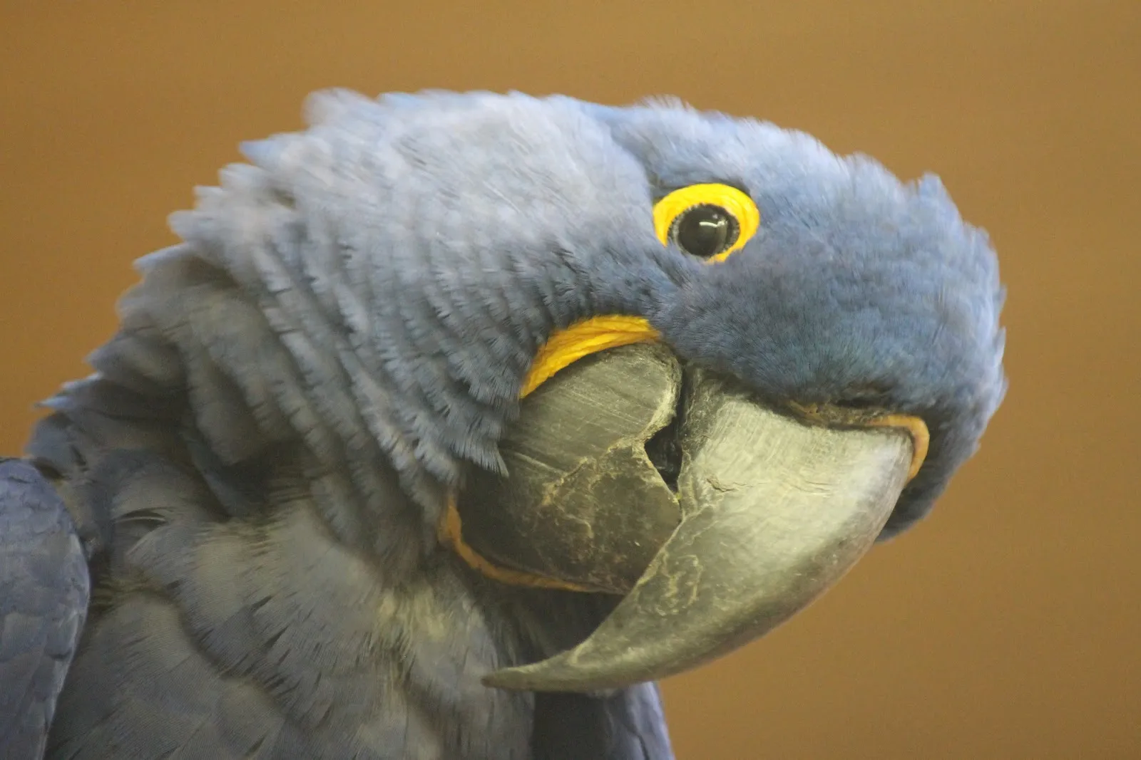 Зоопарк Вассерштерн